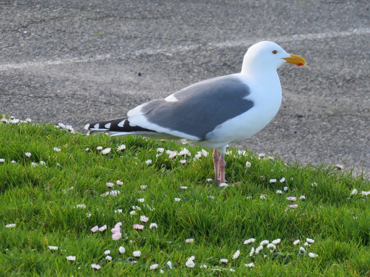 Western Gull - ML632980974