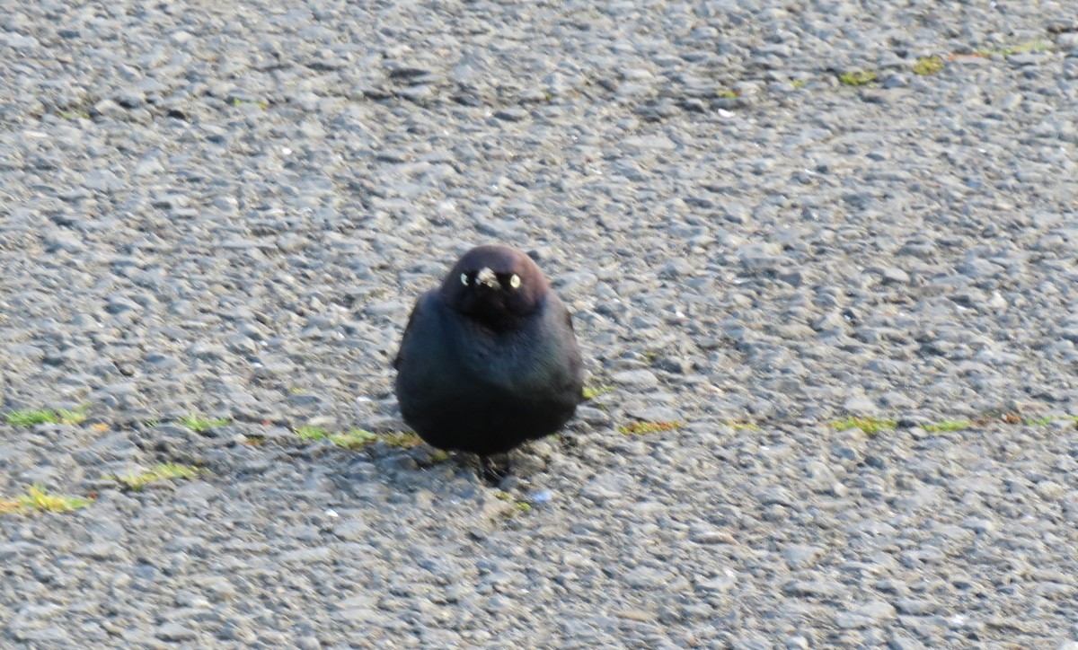 Brewer's Blackbird - ML632980980