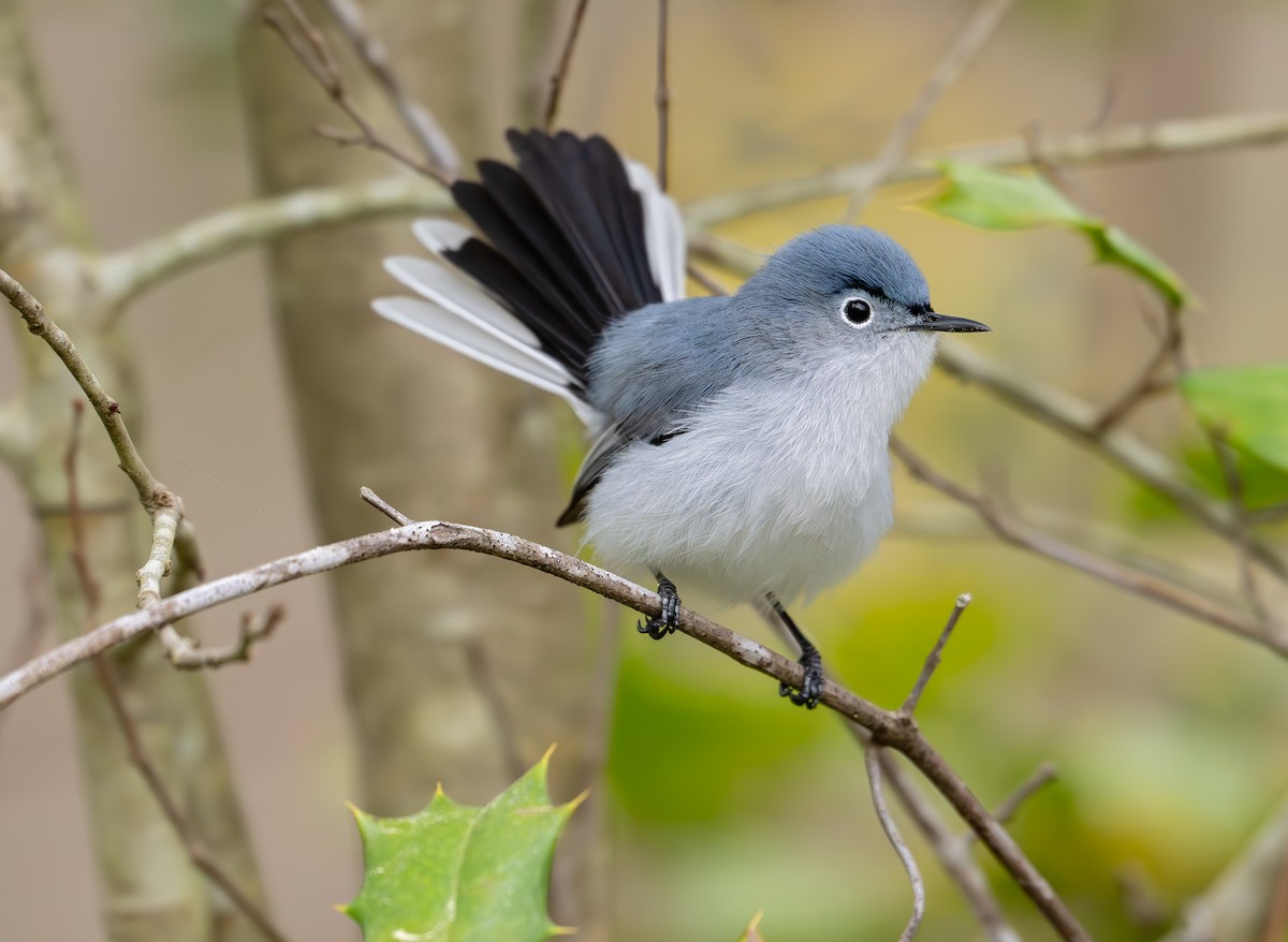 Gökrengi Bitkuşu (caerulea) - ML632980999