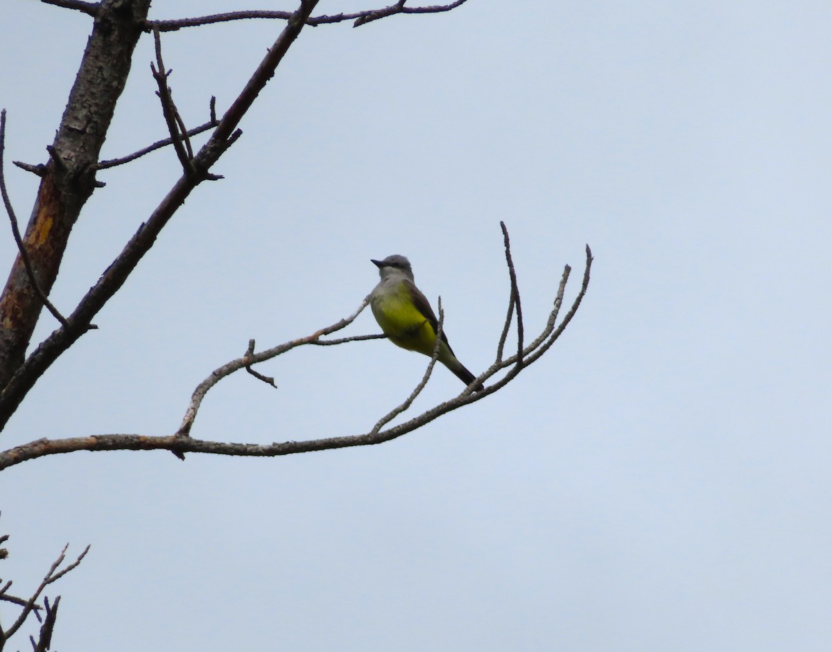 Western Kingbird - ML632981043