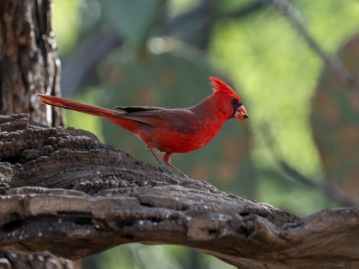 Northern Cardinal - Debbie Tubridy