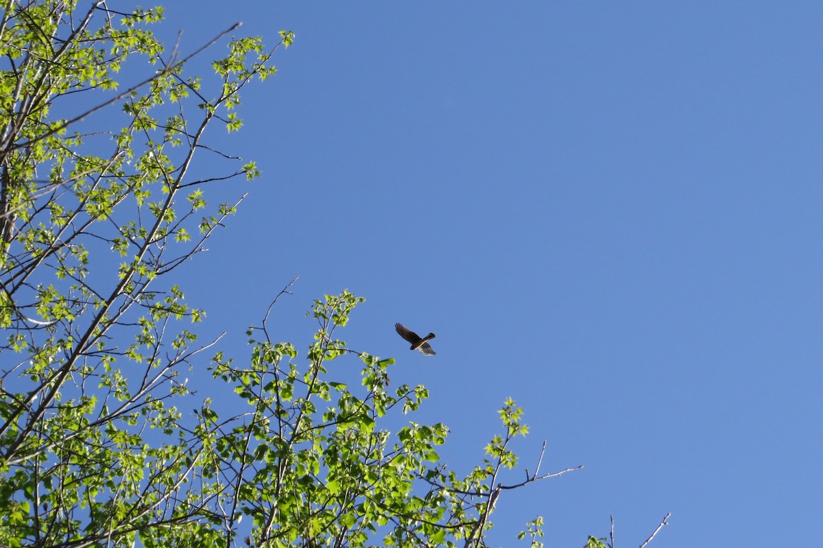 Cooper's Hawk - ML632981204