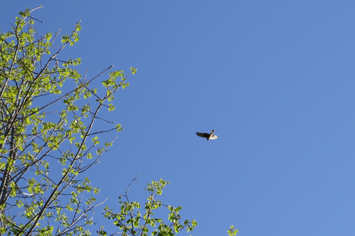Cooper's Hawk - ML632981205