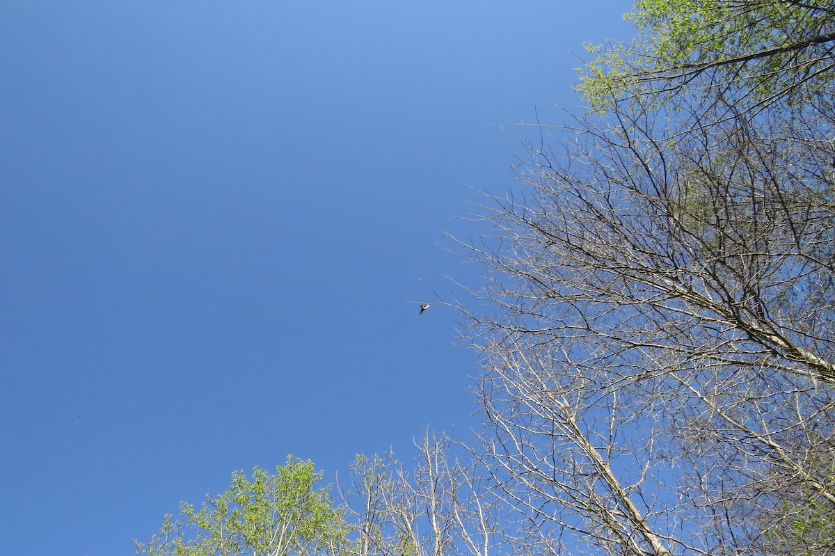 Cooper's Hawk - ML632981206