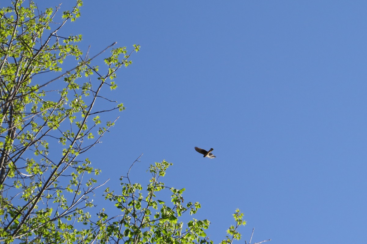 Cooper's Hawk - ML632981207