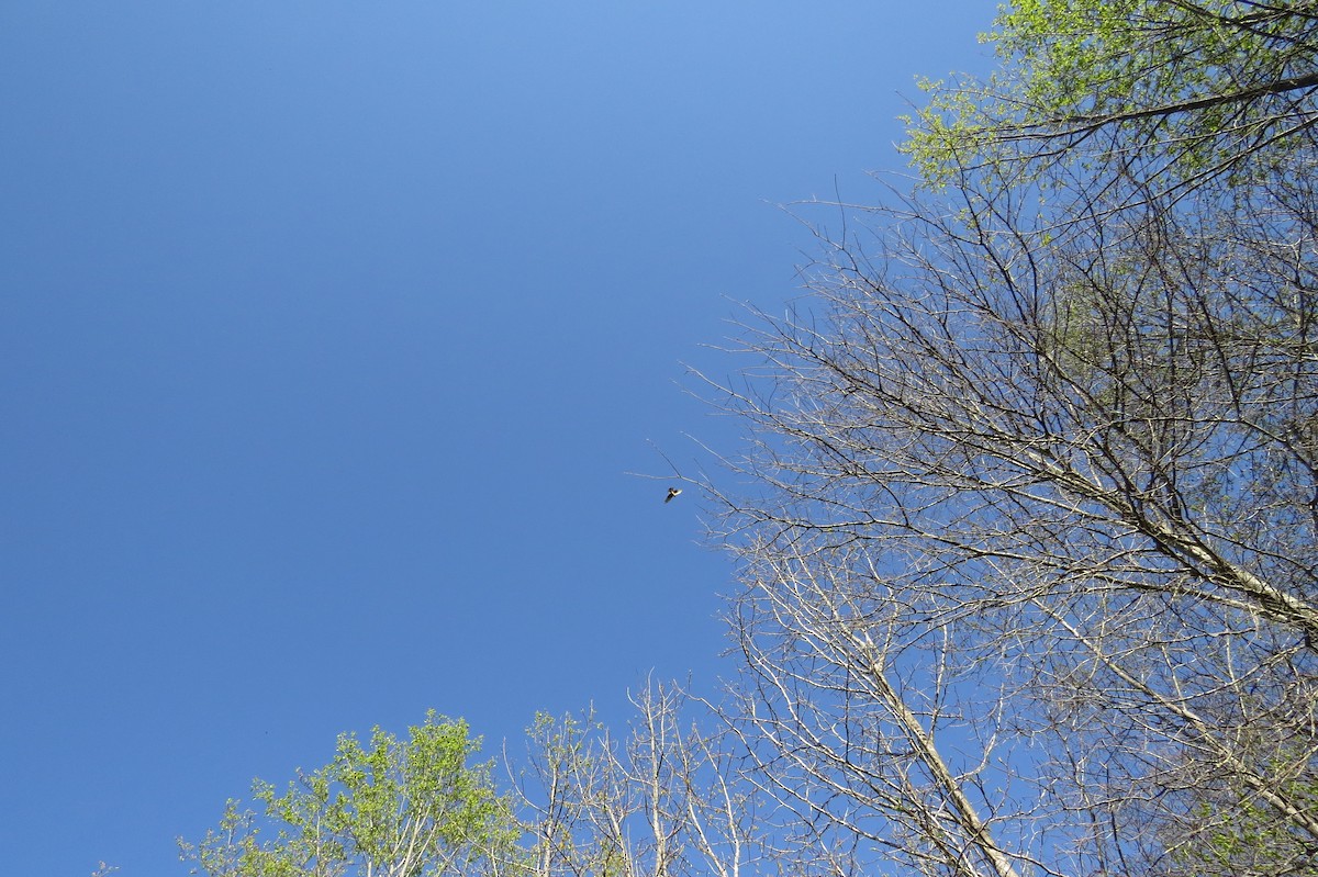 Cooper's Hawk - ML632981208