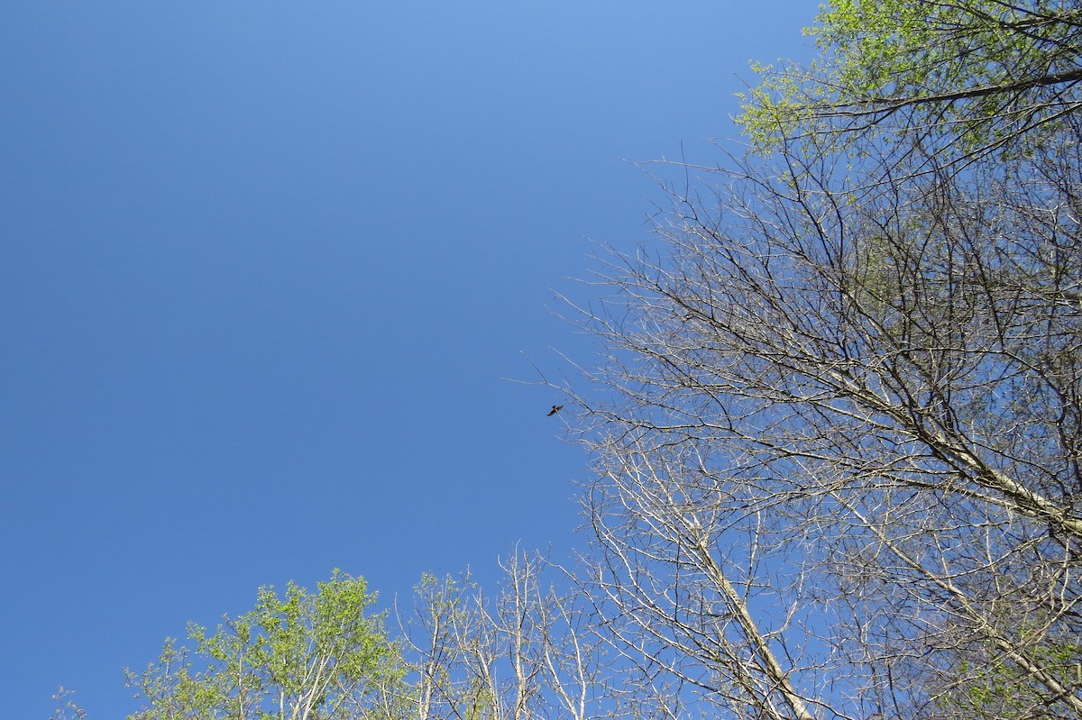 Cooper's Hawk - ML632981209