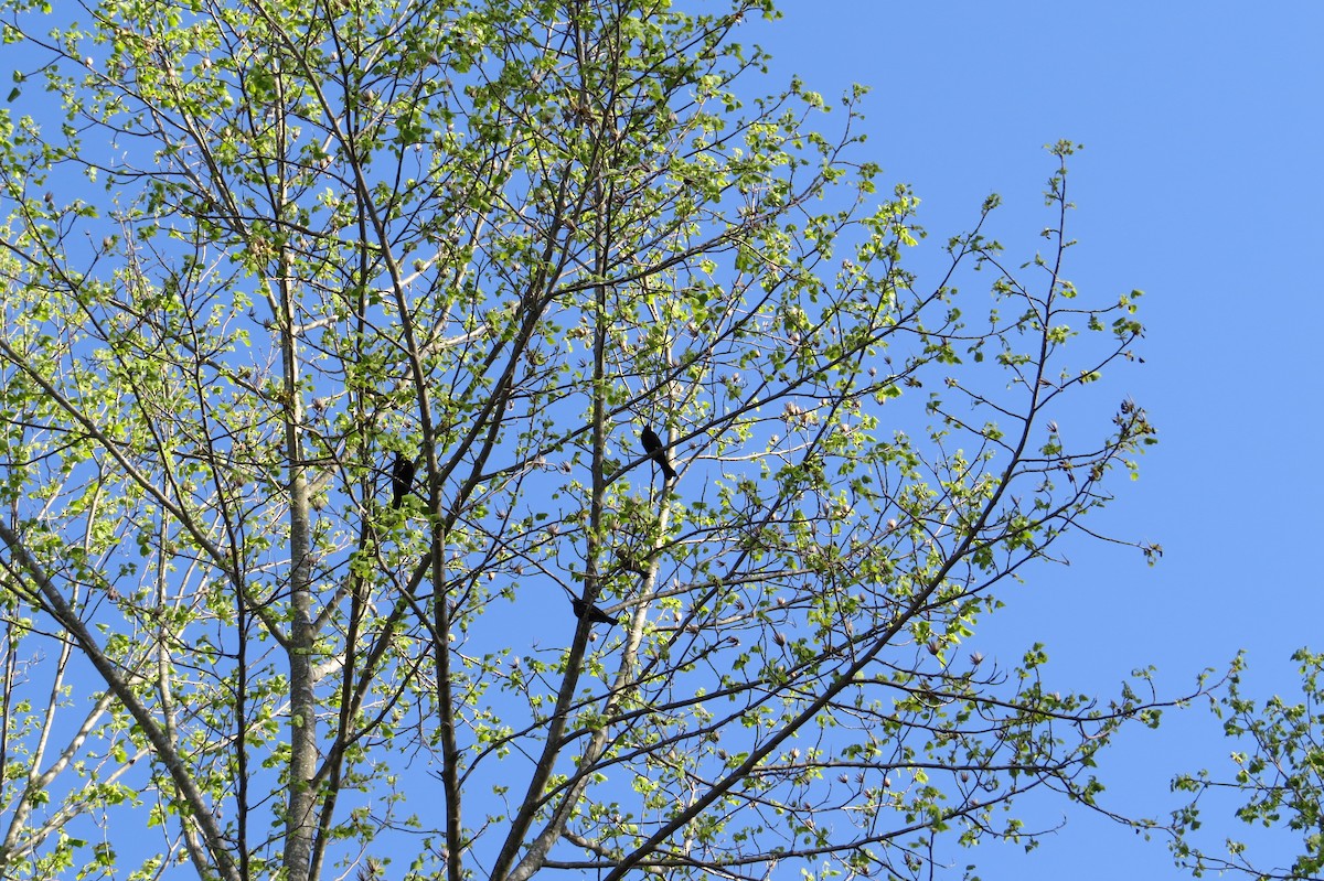 Common Grackle - ML632981259