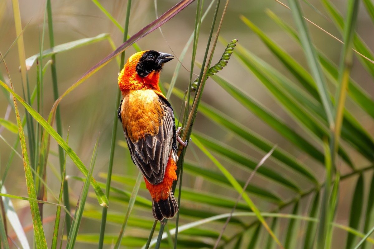 snovač červený - ML632981387