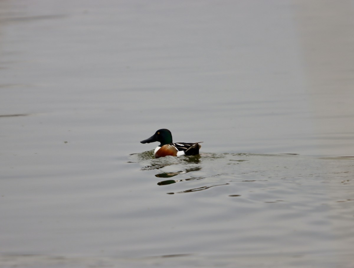 Халбага нугас - ML632981397