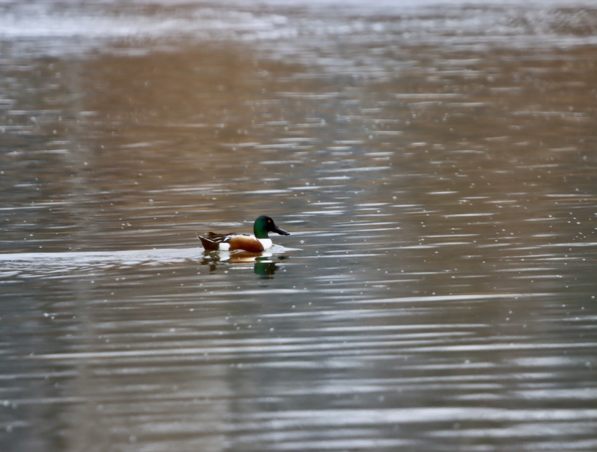 Халбага нугас - ML632981398