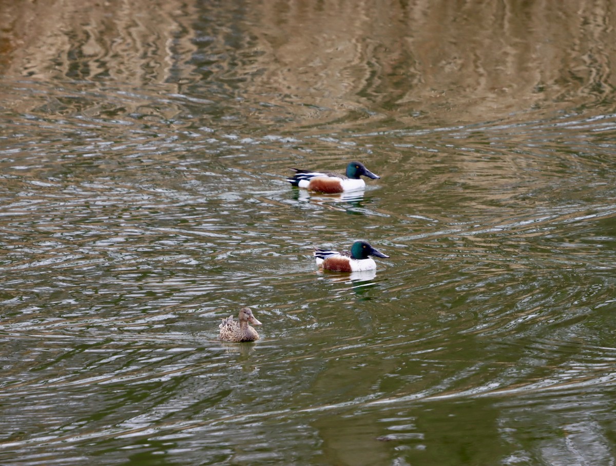 Халбага нугас - ML632981399