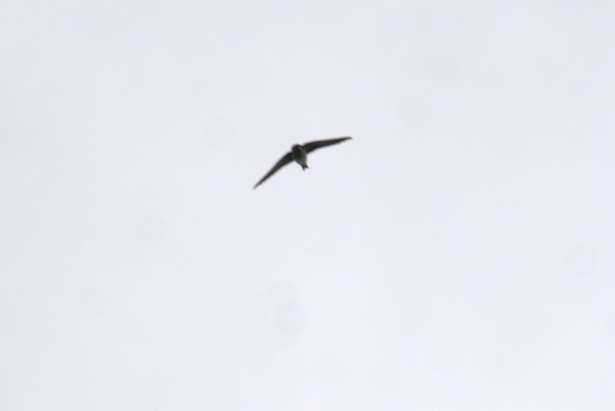 Common Swift - ML632981429