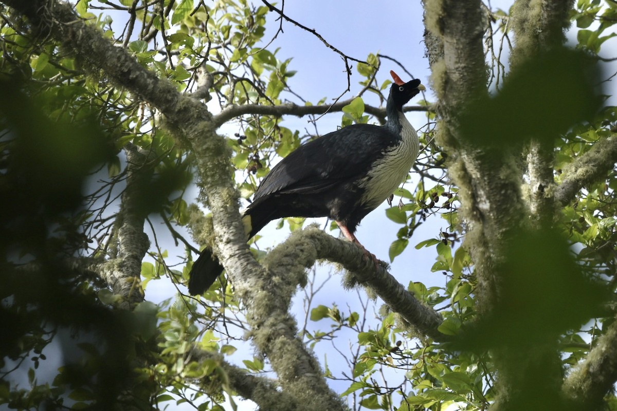 Pénélope pajuil - ML632981537