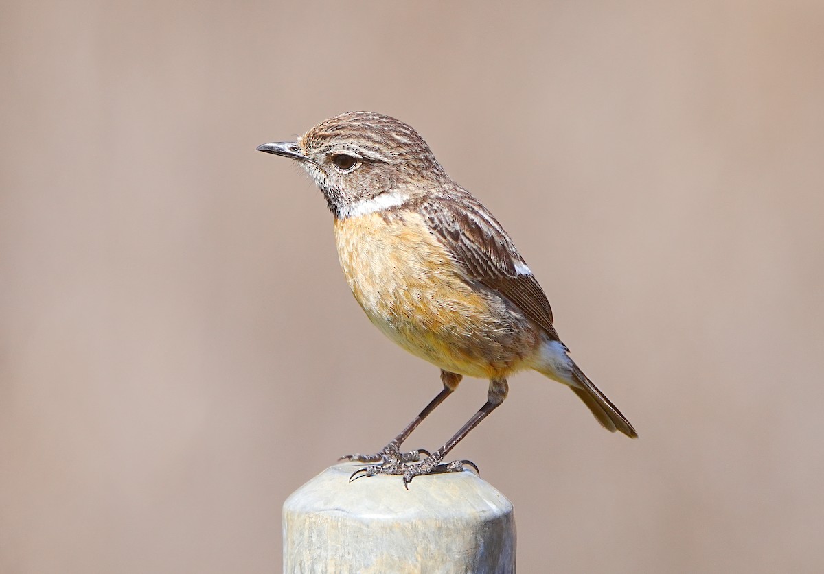 European Stonechat - ML632981552