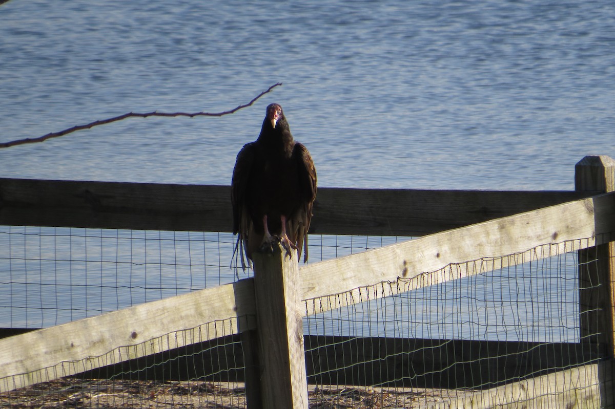 Turkey Vulture - ML632981556