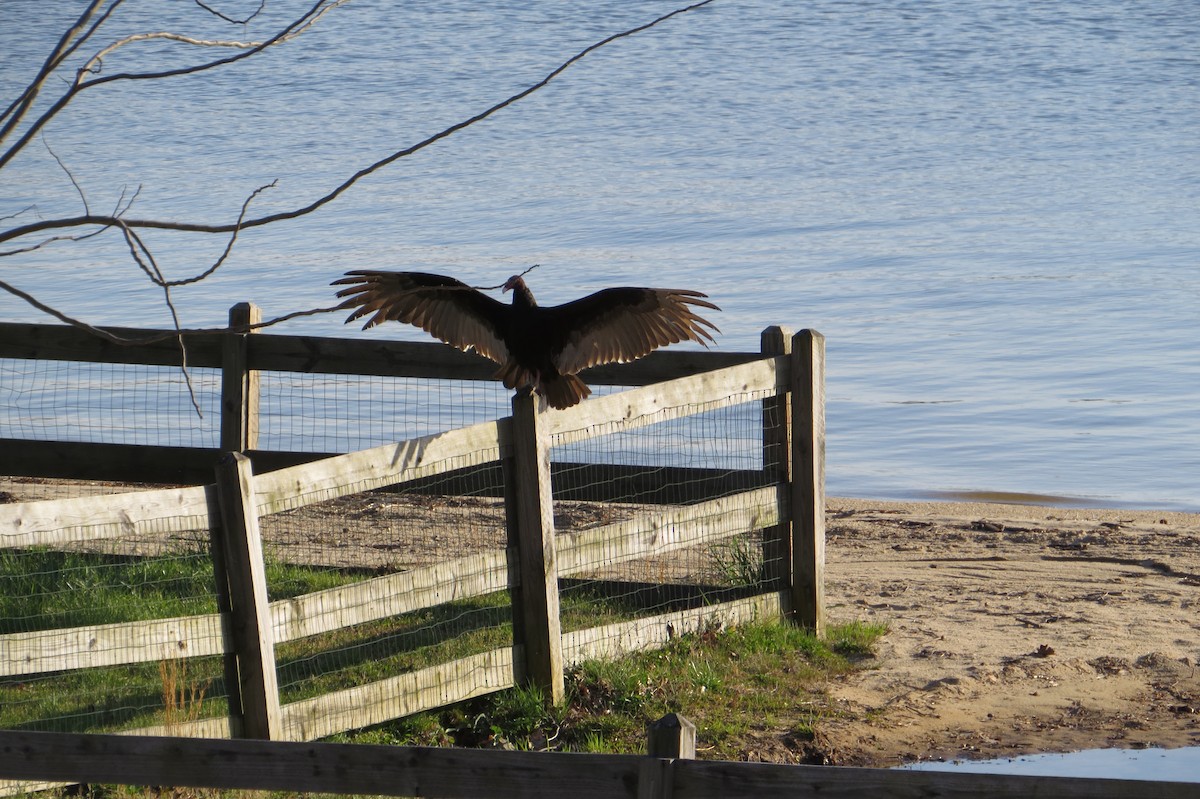 Turkey Vulture - ML632981557