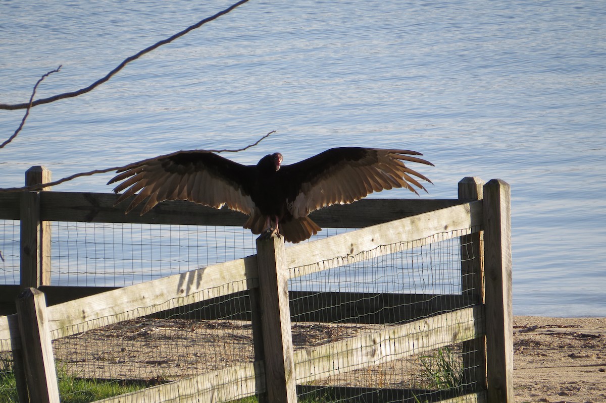 Turkey Vulture - ML632981558