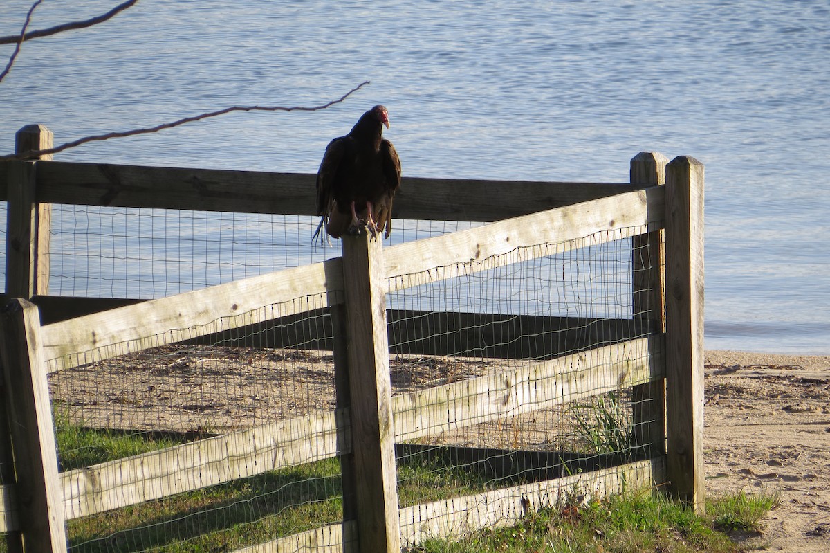 Turkey Vulture - ML632981559