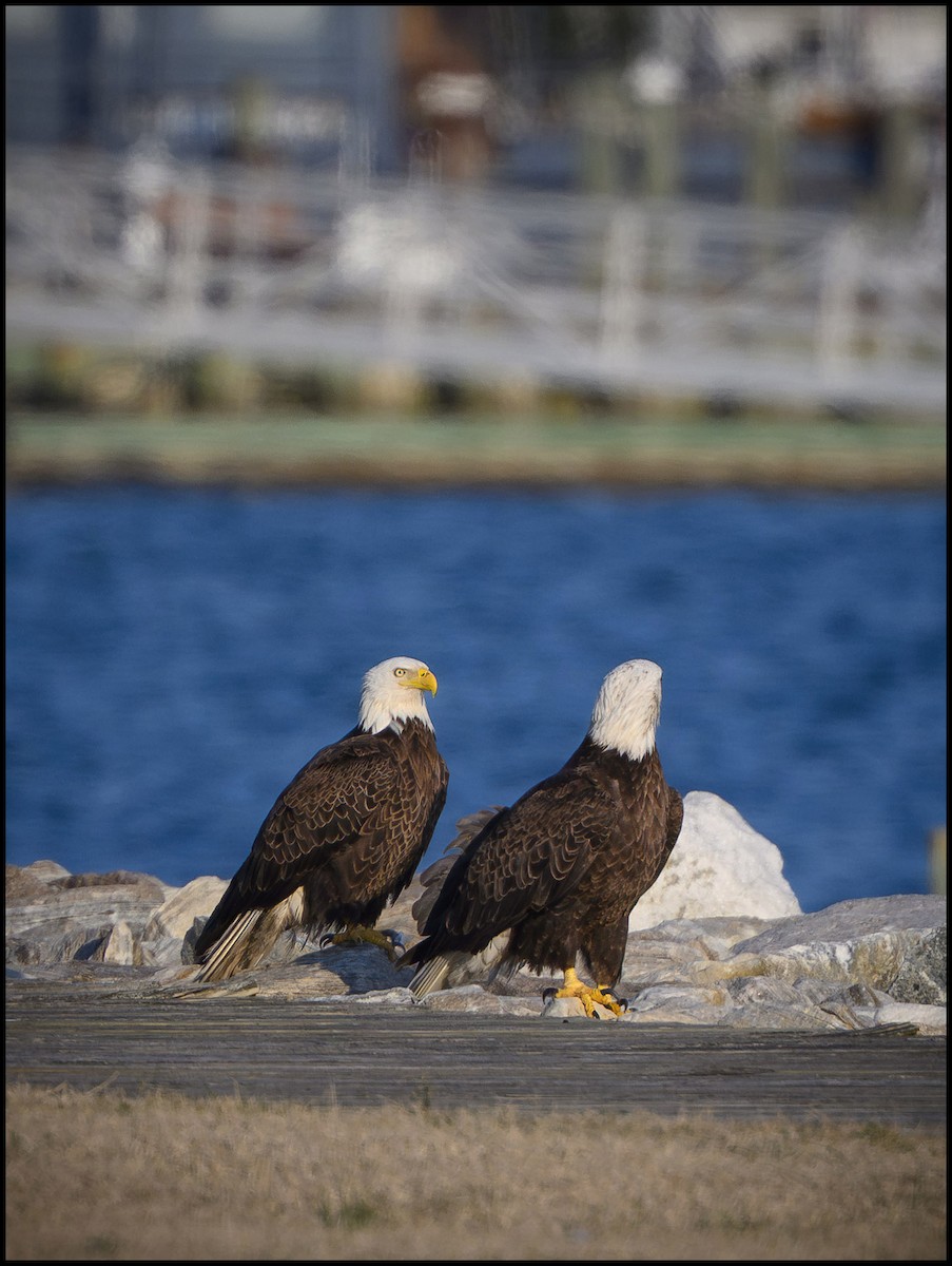 Bald Eagle - ML632981580