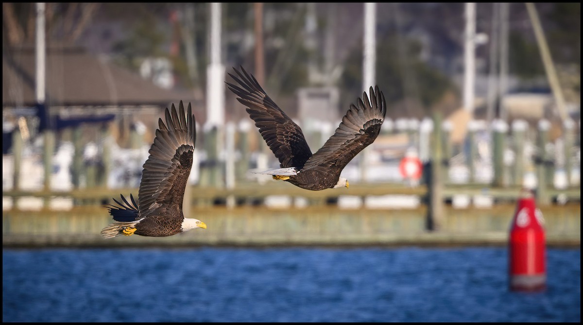 Bald Eagle - ML632981581
