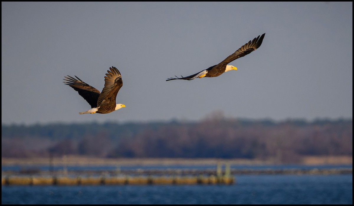 Bald Eagle - ML632981582