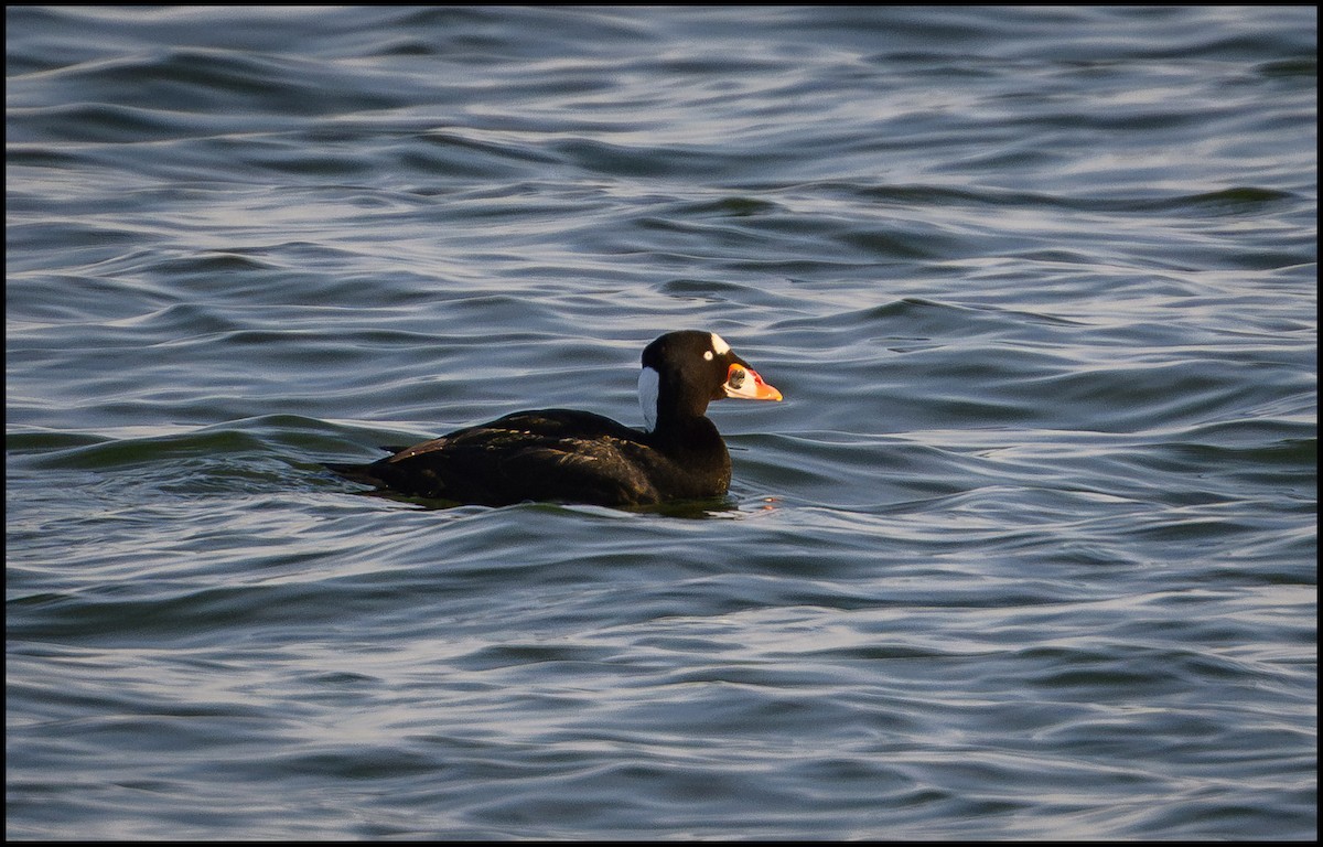 Surf Scoter - ML632981586