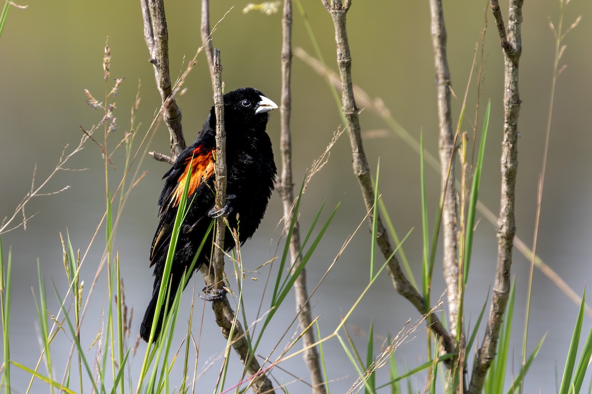 Fan-tailed Widowbird - ML632981607
