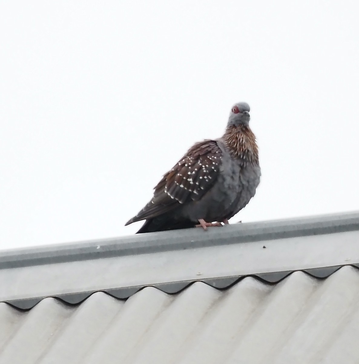 Pigeon roussard - ML632981621