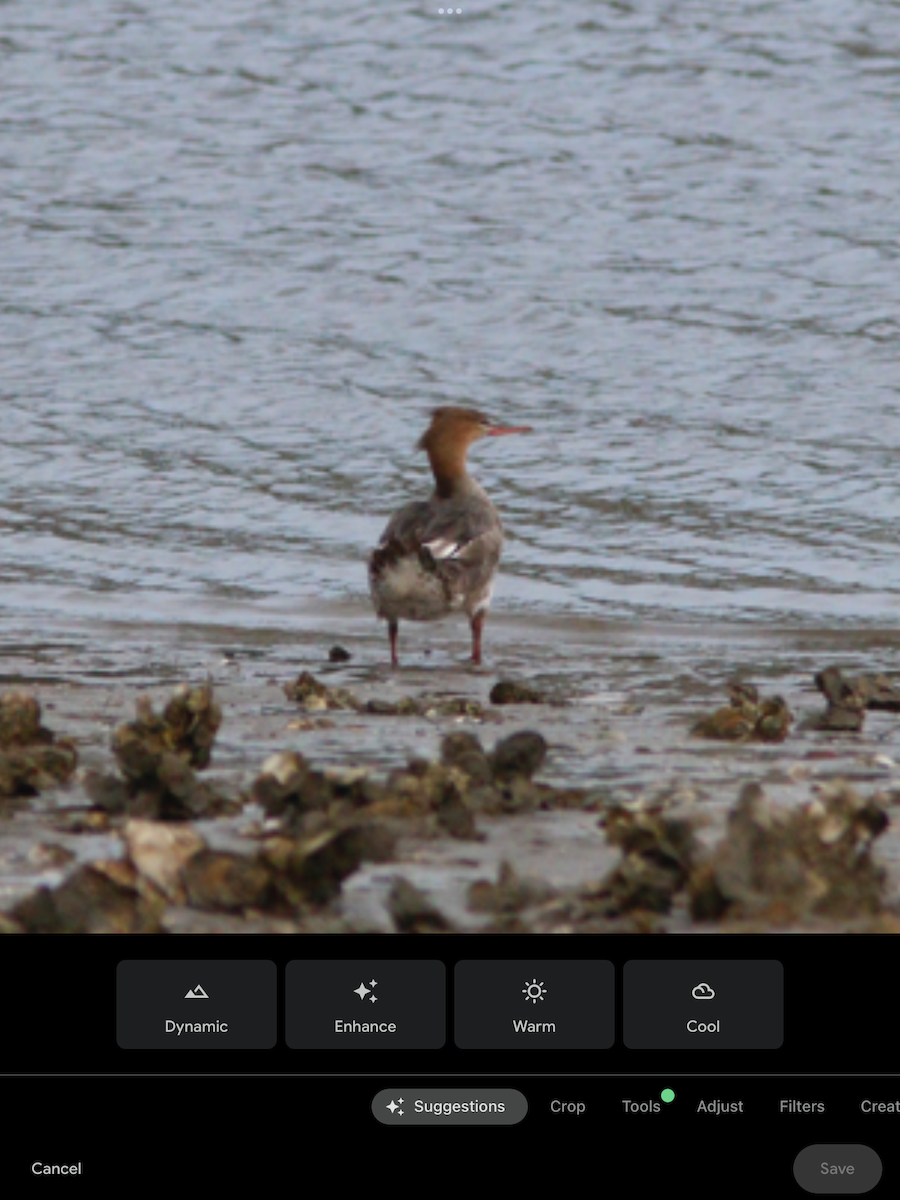 Red-breasted Merganser - ML632981638