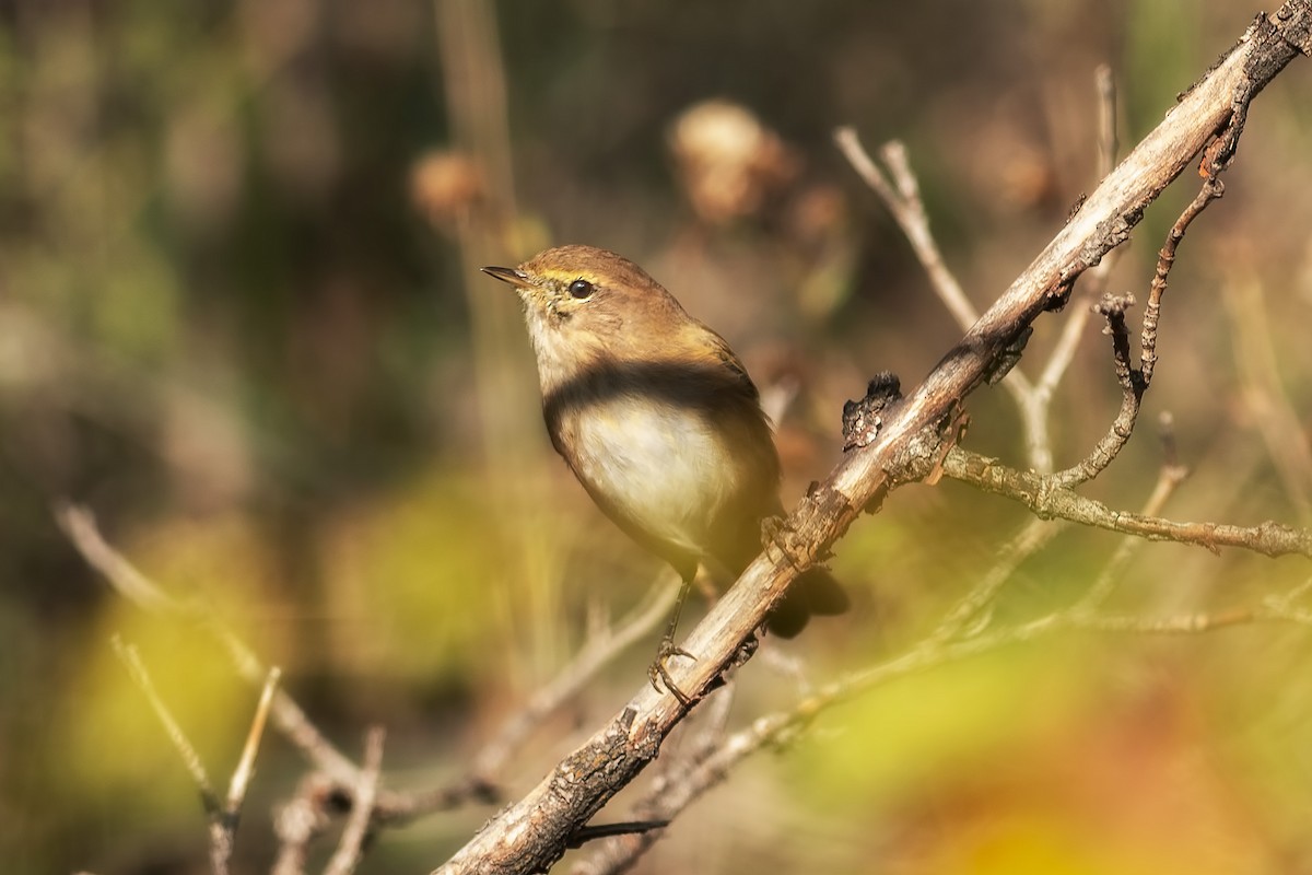 Mountain Chiffchaff - ML632981655