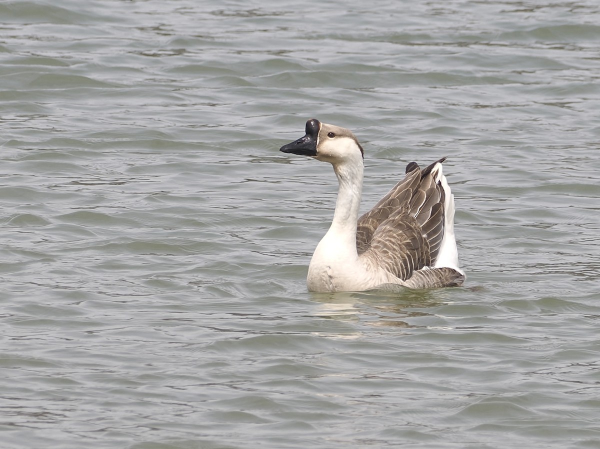 Gans, unbestimmt - ML632981699