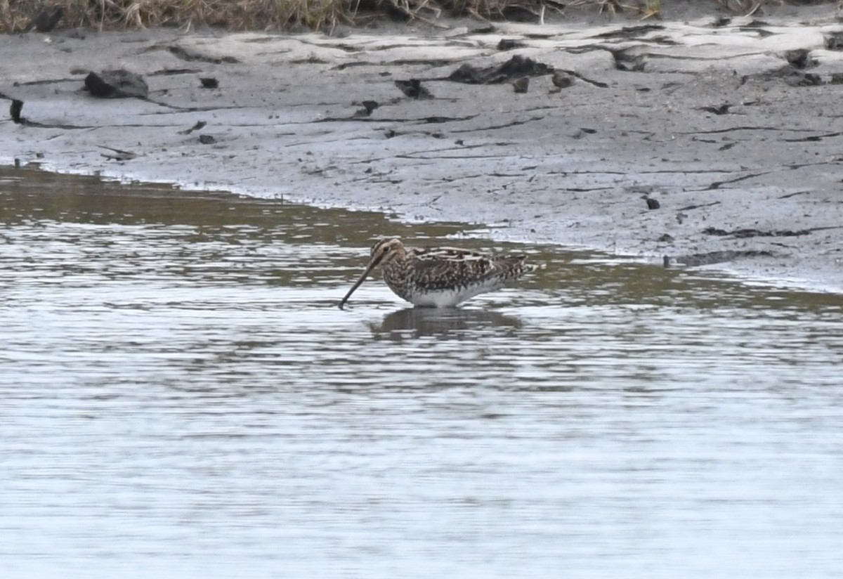 Wilson's Snipe - ML632981741
