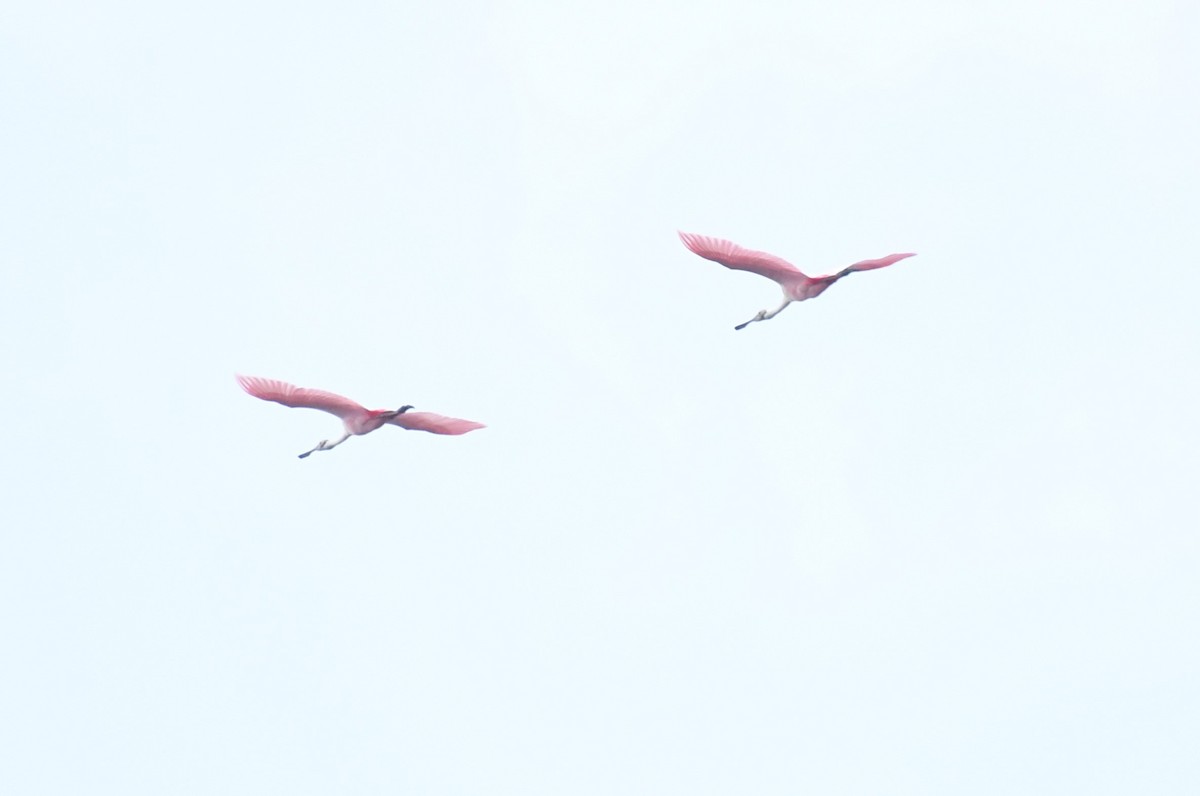 Roseate Spoonbill - ML632981754