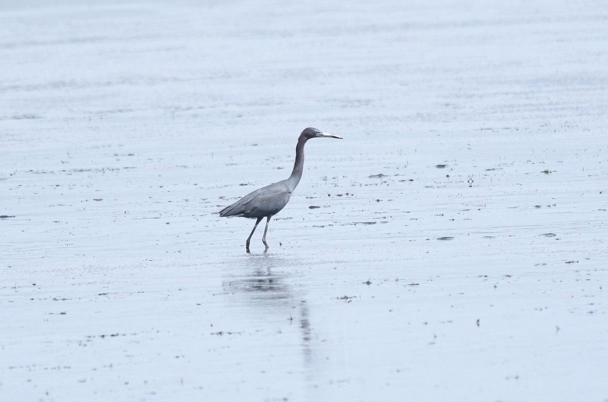 Little Blue Heron - ML632981762