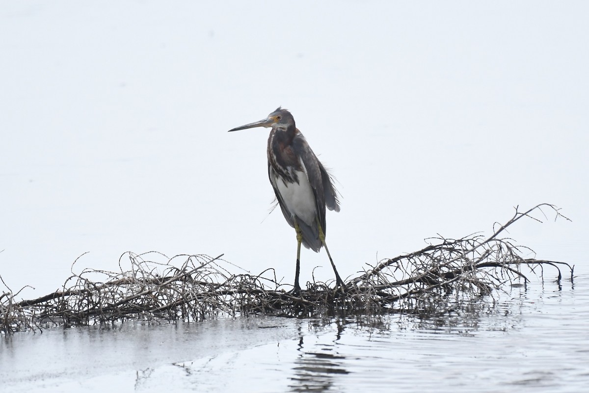 Tricolored Heron - ML632981766