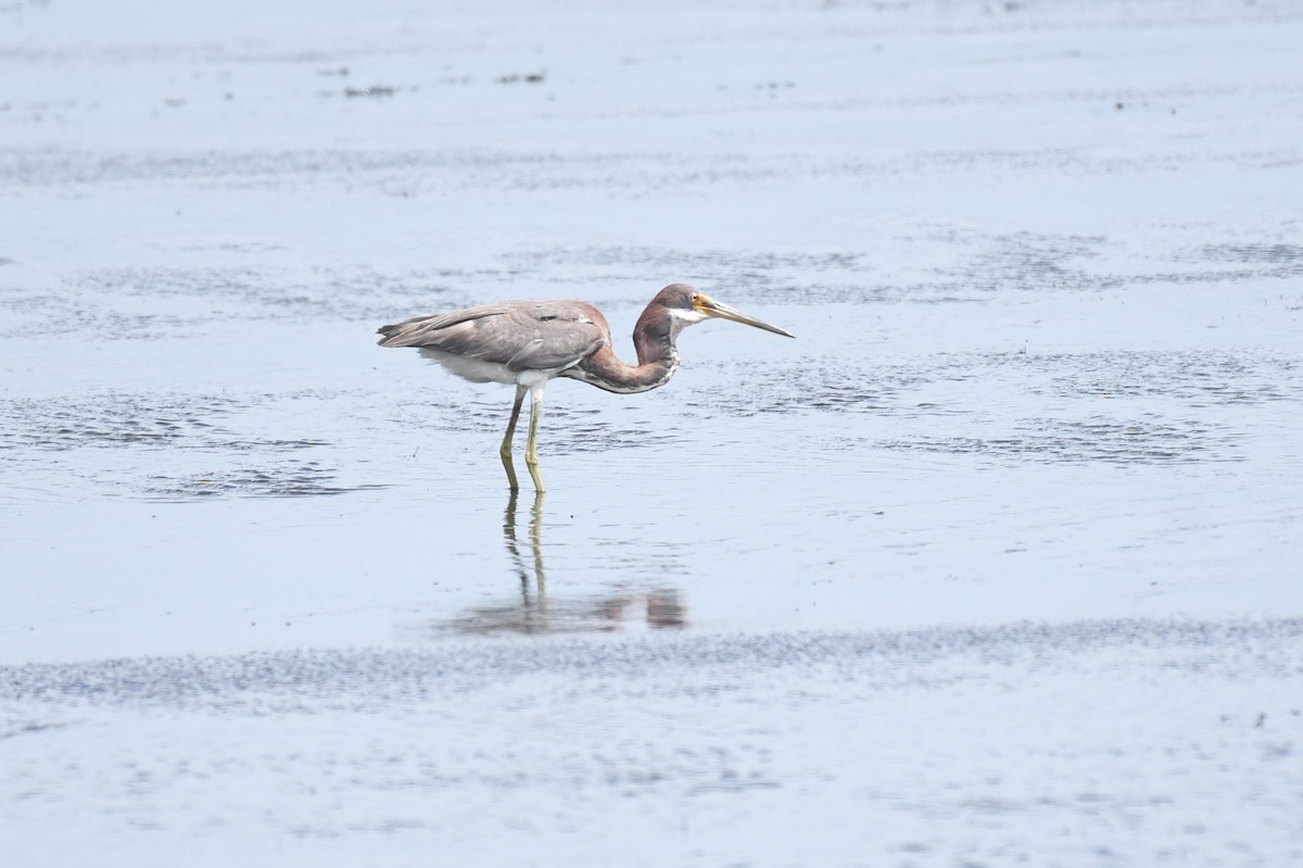 Tricolored Heron - ML632981771