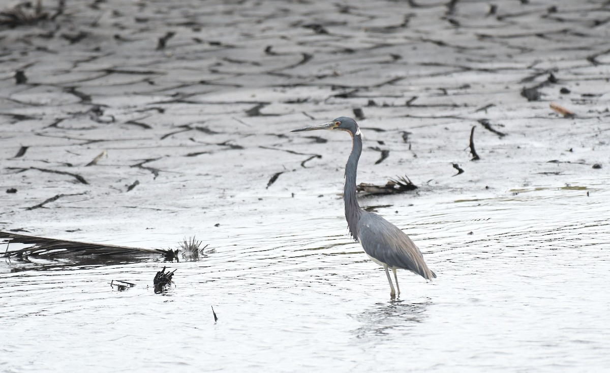 Tricolored Heron - ML632981778