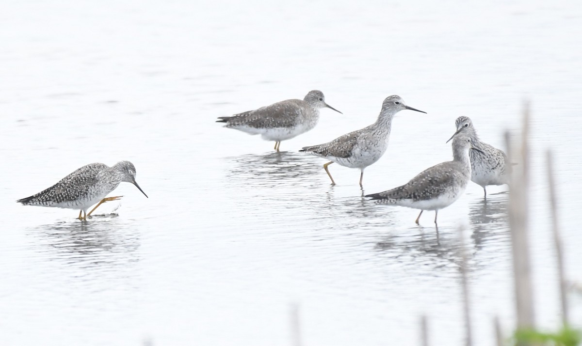 Lesser Yellowlegs - ML632981793