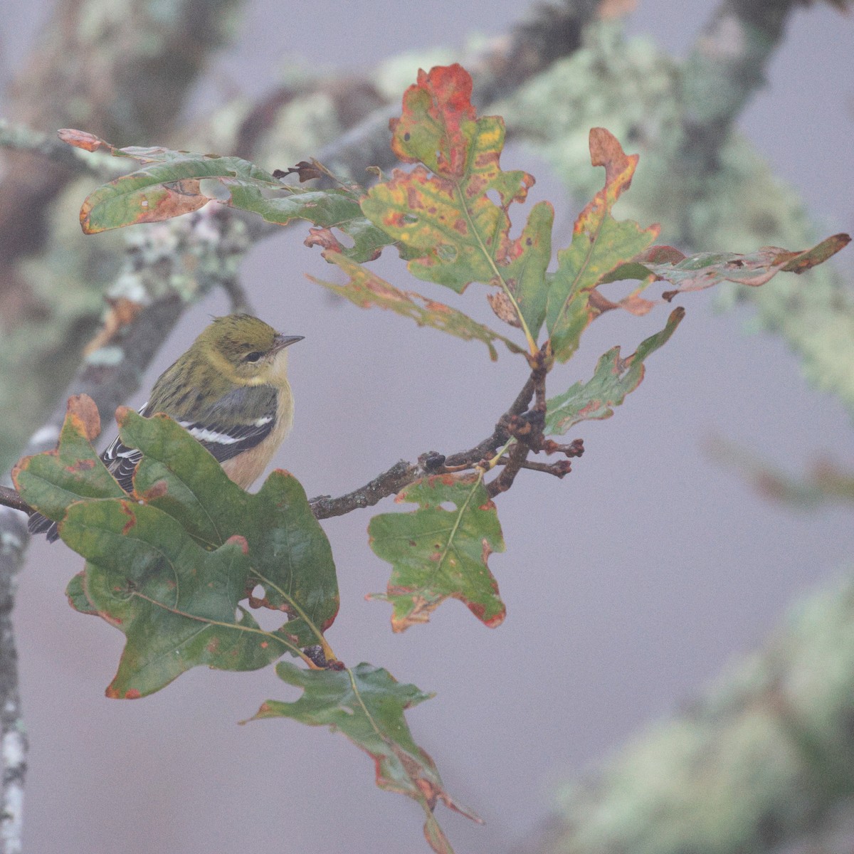 Bay-breasted Warbler - ML632981878