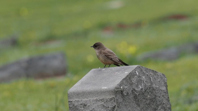 Say's Phoebe - ML632982085