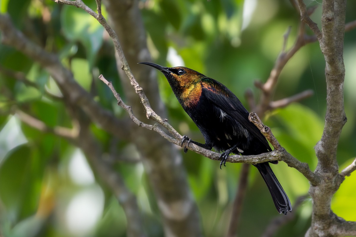 strdimil achátový - ML632982371