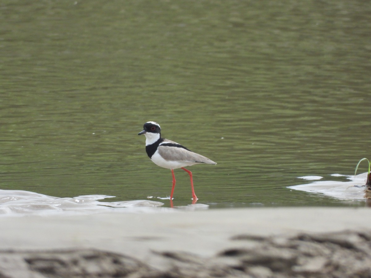 Pied Plover - ML632982419