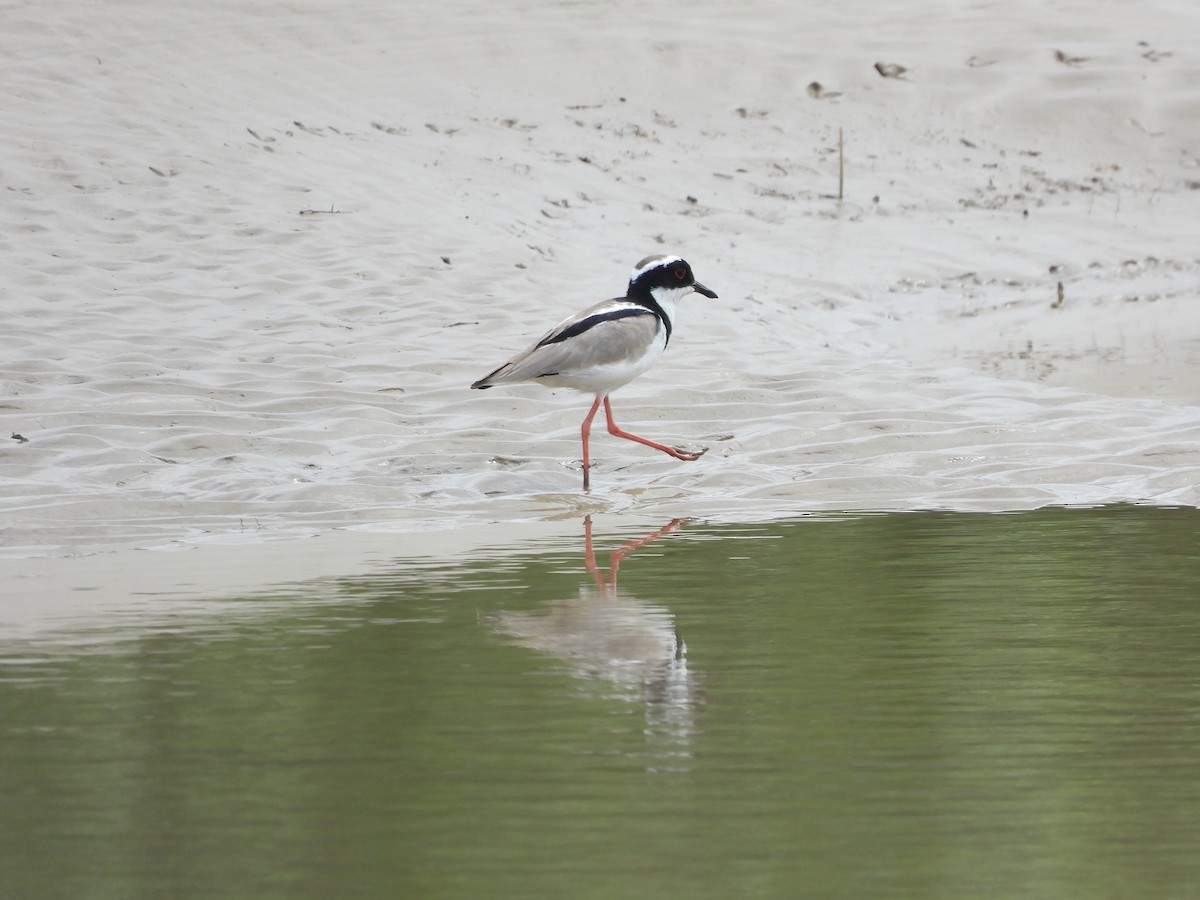 Pied Plover - ML632982422