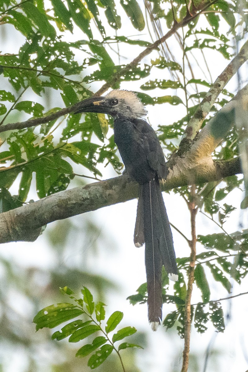 Western Long-tailed Hornbill - ML632982525