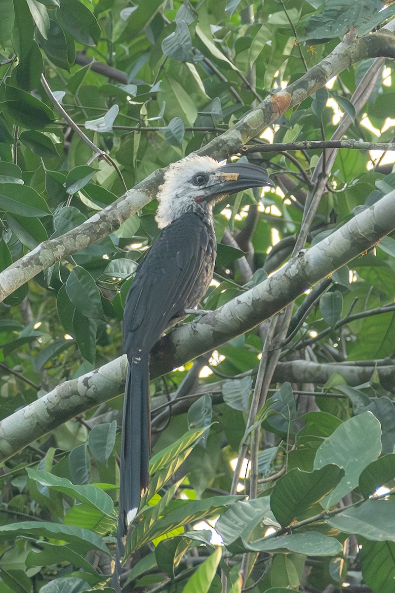 Western Long-tailed Hornbill - ML632982526