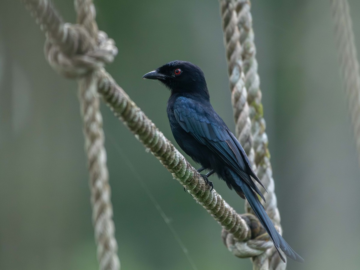Velvet-mantled Drongo (Fanti) - ML632982681