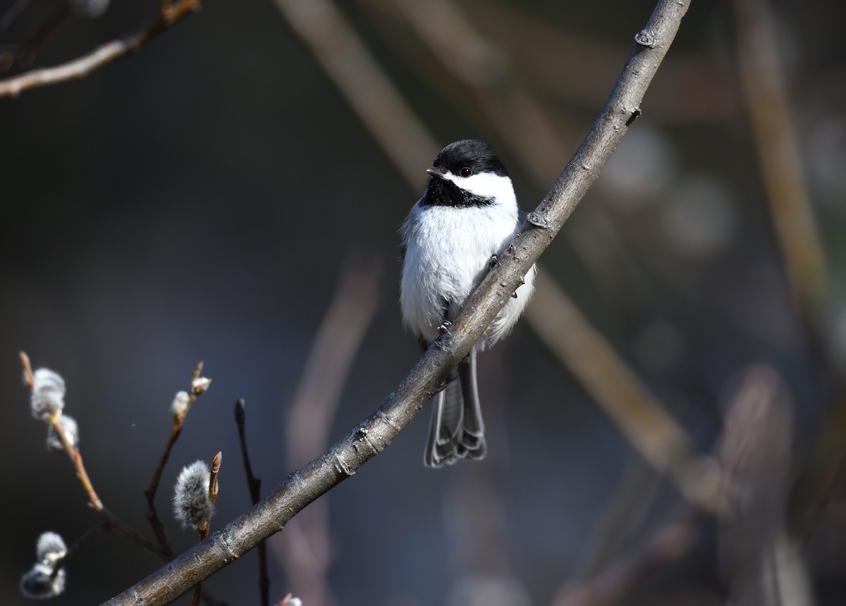 Black-capped Chickadee - ML632982711