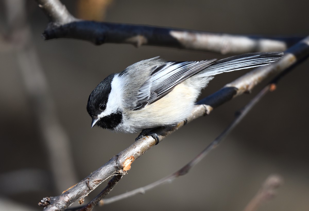 Black-capped Chickadee - ML632982712