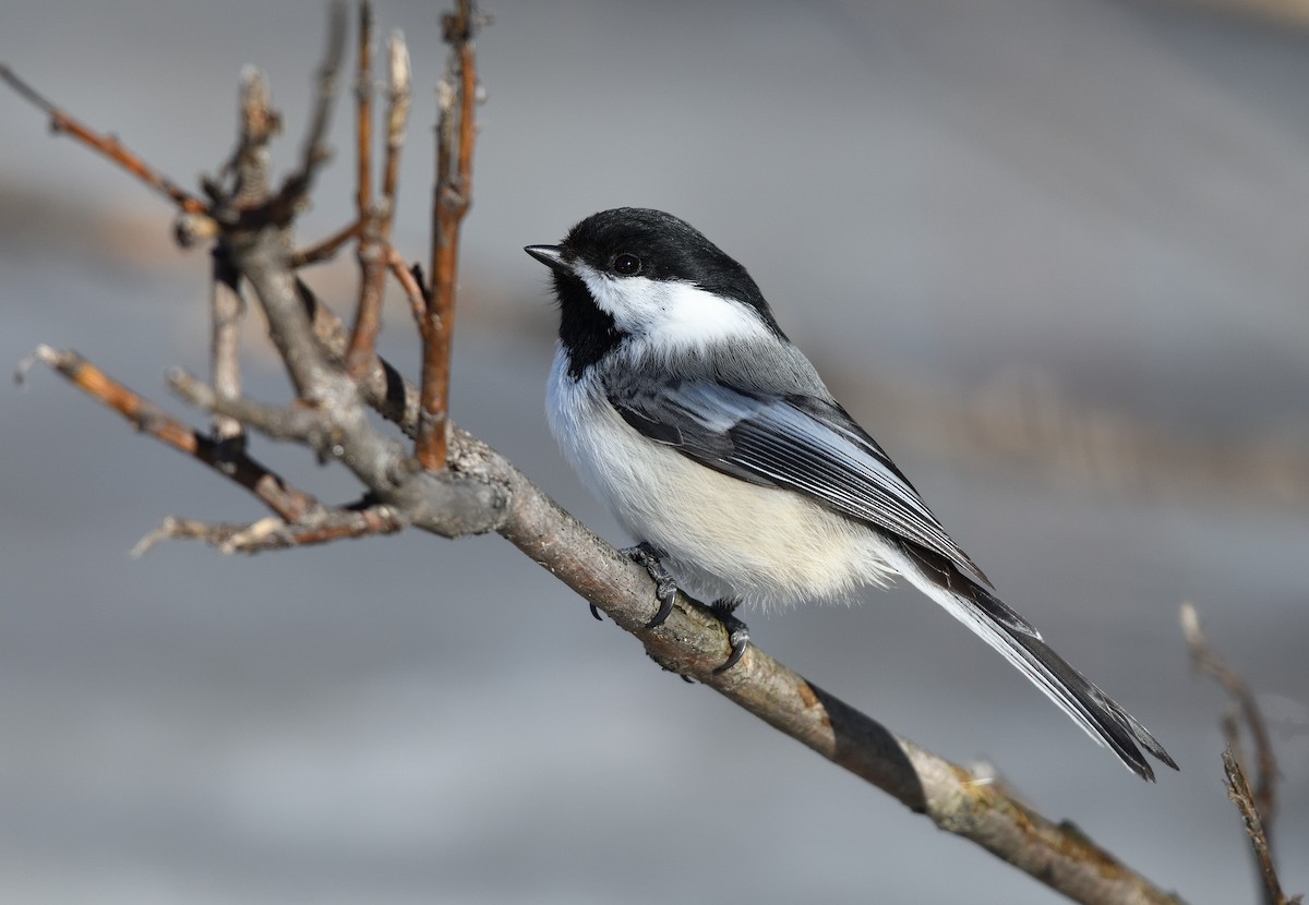 Black-capped Chickadee - ML632982713